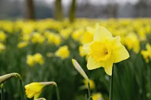 Spring Bouquet Drucke: Daffodils (RF)