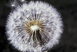 Wildflower Close Up Drucke: Dandelion seeds