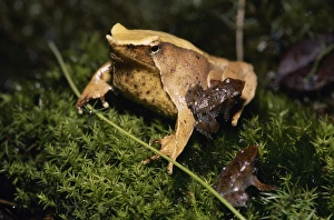 Wildlife Photography In Chile Drucke: Darwins Frog (Rhinoderma darwini), Chile