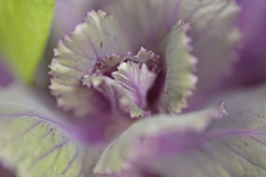 Close Up Flora Drucke: Decorative cabbage
