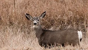 Nature Photography Tips Drucke: Deer looking at camera