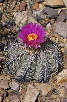 Drucke von Der Teufelskopfcaktus (Echinocactus horizonthalonius), blüht in der Big Bend National Park im Bundesstaat Texas (USA) Bilder Datiert 2008 November: Der Teufelskopfakazie (Echinocactus horizonthalonius)