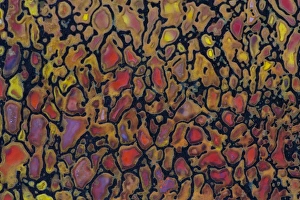 Geology Photography Drucke: Dinosaur Petrified Bone