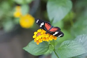 Butterfly Conservation Images Drucke: Doris Longwing Red (Heliconius doris) feeding on a flower. Costa Rica