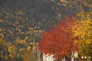 Canadian Fall Colors Drucke: 02