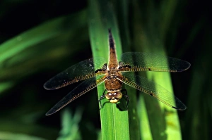 Insect Fauna Pictures Drucke: Dragonfly