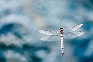 Libelle schwebt über blauem Wasser