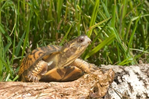 North American Reptiles Drucke: Eastern box turtle Terrapene c. carolina Kettle River, MN Maresa Pryor