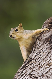 Ostlicher Rötelschweinhufter (Sciurus niger), erwachsener Weibchen auf Baum in der Nähe von Uvalde County im Hügelland von Texas