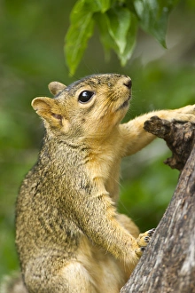 Ostlicher Rötelschweinhuhn (Sciurus niger), am Stamm eines Baumes