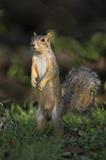 Eastern Fox Squirrel Drucke: Eastern Fox Squirrel (Sciurus niger) watching for predators
