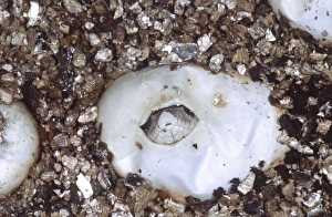Close Up Snake Photos Drucke: Eastern Hognose Snake Hatching, Heterodon platyrhinos, Native to south Eastern US