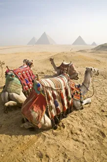 Cairo Cityscape Photography Drucke: Egypt, Cairo. Resting
