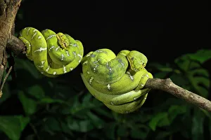 Emerald Tree Boa Drucke: Emerald tree boa coiled, captive, native to South America