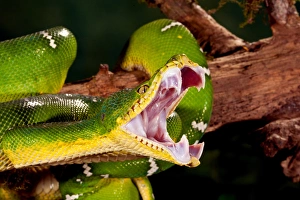 Erdbeerböcke Eidechse , Corallus caninus , Heimat : Nordamerika Südlich (Tropen)