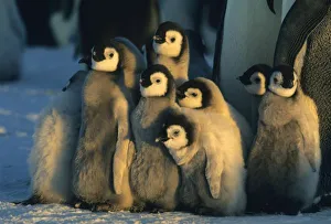 Weddell Sea Antarctica Drucke: Emperor Penguin
