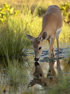 Rotes Rüsselhirsch (Odocoileus virginianus) in der Spiegelung des Sonnenlichts während Frühlingszeit
