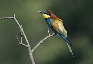 Colourful Bird Species Europe Drucke: European Bee-eater, Merops apiaster, adult, Scrivia River, Italy, May