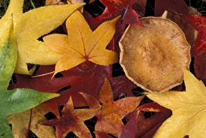 Fall Foliage Drucke: Fall leaves