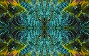 Beauty In Natural Patterns Drucke: Feather Design