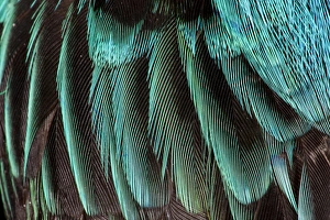 Bird Photography Close Up Drucke: Feather pattern