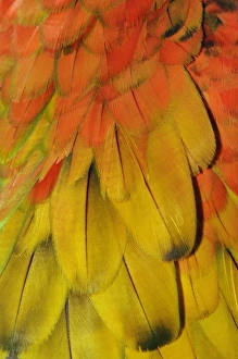 Colorful Parrot Pictures Drucke: Feather pattern on Macaw