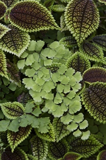 Flora And Fauna Photography Drucke: Fern pattern
