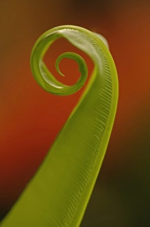 Fern Plant Details Drucke: Fern unfolding