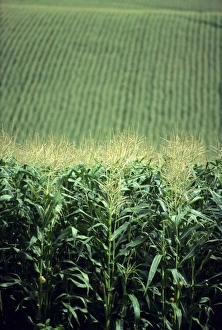 Maize Plant Drucke: Field of corn