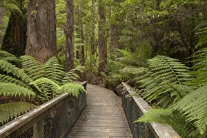 Tasmanian Wilderness Walks Drucke: Footpath Through