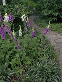 Foxglove Flowers Drucke: Foxglove Garden Path