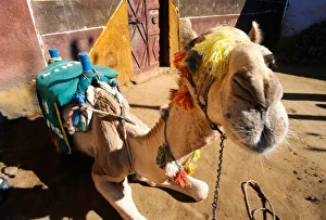 Egyptian Desert Drucke: A friendly camel