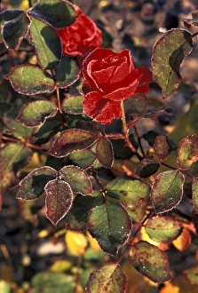 Cold Weather Flowers Drucke: Frost covered rose