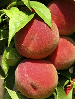 Garden Fresh Produce Photos Drucke: fruit from the garden