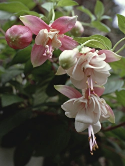 Fuchsia Flowers Drucke: Fuchsia blooms