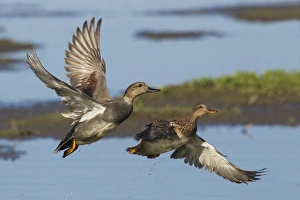 Duck Species Identification Drucke: Gadwall Ducks Taking Flight
