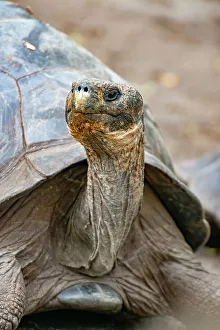 Reptile Conservation Efforts Drucke: Galapagos tortoise peeks out from beneath its shell