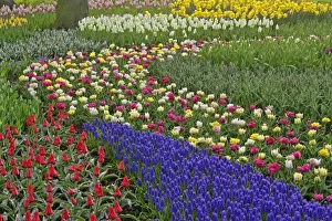 Colorful Tulip Fields Drucke: Garden design of