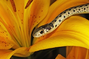 Reptile Photography USA Drucke: Garter Snake
