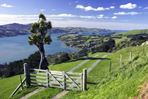 Otago Peninsula Landscape Drucke: Gate & Cabbage Tree on Otago Peninsula, above MacAndrew Bay & Otago Harbour