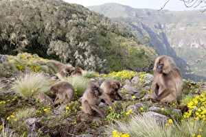 UNESCO World Heritage Site Animals Drucke: Gelada, Gelada Baboon (Theropithecus gelada), Ethiopia