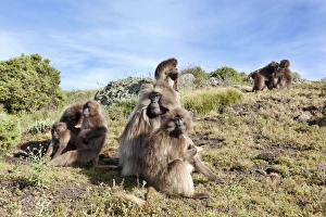 Gelada, Geladabär (Theropithecus gelada), Äthiopien