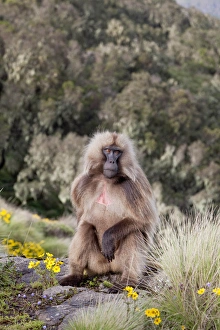Geladebabirusch, Geladababirusch (Theropithecus gelada), Äthiopien