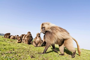 Gelade, Geladabär (Theropithecus gelada), Äthiopien