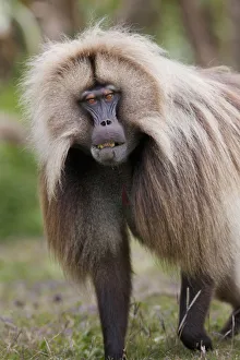 Gelada, Geladas Affengeher (Theropithecus gelada), Äthiopiens