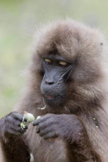 Geladababuin (Theropithecus gelada), Äthiopien