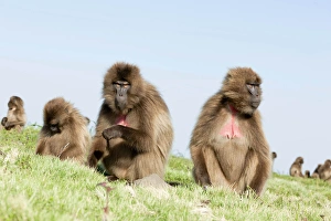 Gelada, Geladaschwein (Theropithecus gelada), Äthiopien