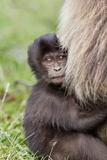 Gelada, Geladabär (Theropithecus gelada), Äthiopiens