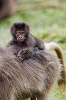 Geladebaobahn (Theropithecus gelada) Äthiopiens