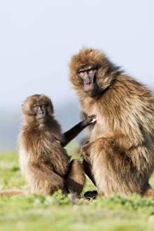 Gelada, Geladaschwein (Theropithecus gelada), Äthiopien
